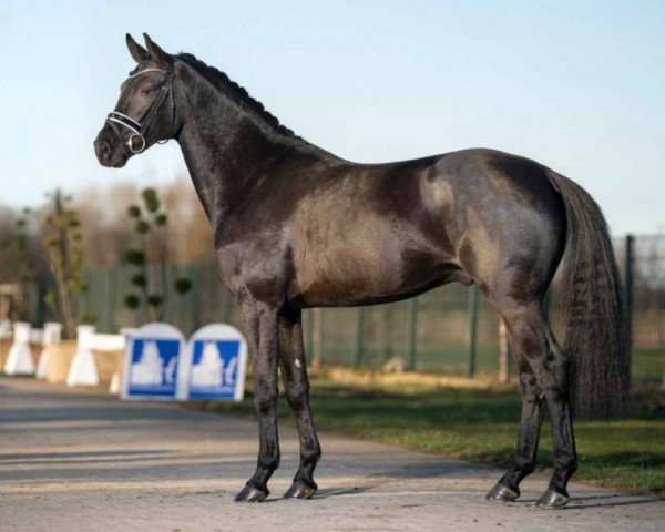 horse Dark Mark (KWPN (Royal Dutch Sporthorse), 2017, from Glock's Dream Boy)