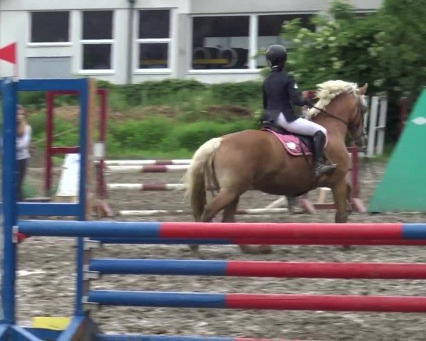Reitturnier Klagenfurt 2022