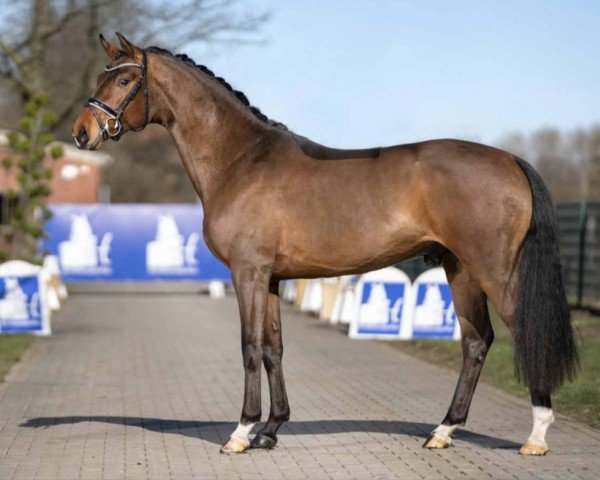 horse Fibius (Oldenburg, 2018, from Farrell)