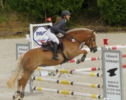Dressurpferd Nena 145 (Haflinger, 2010, von Nagan II (1,57% ox))