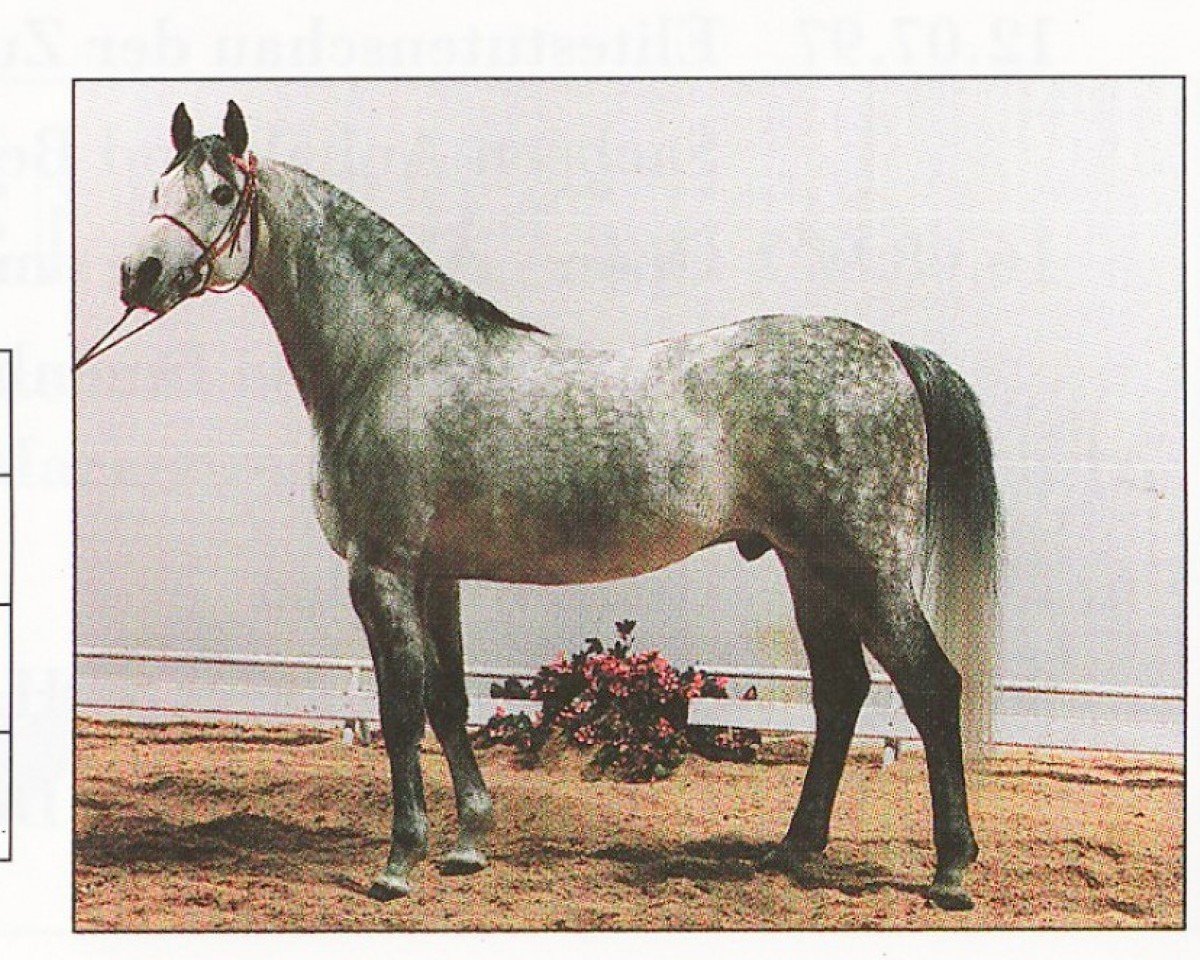 dressage horse Patrol ox (Arabian purebred, 1985, from Aloes ox)