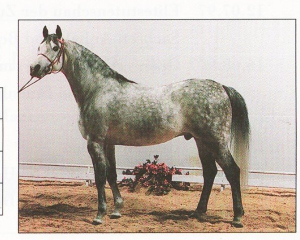 Dressurpferd Patrol ox (Vollblutaraber, 1985, von Aloes ox)
