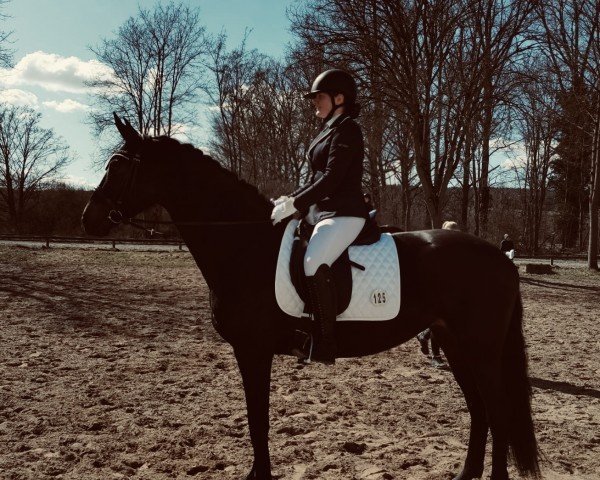 Dressurpferd Florenzia M (Hannoveraner, 2016, von Florenz 71)