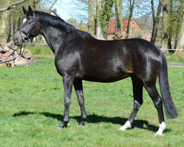 broodmare Illusion VIII (Trakehner, 2000, from Latimer)