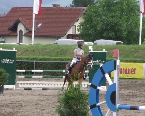 Reitturnier Sachendorf 2022