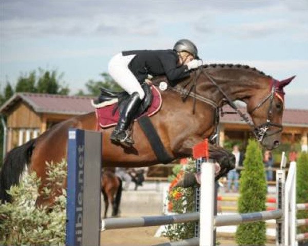jumper Kamontana (Trakehner, 2005, from Monteverdi)