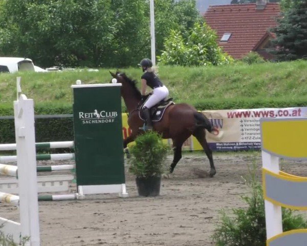 Reitturnier Sachendorf 2022