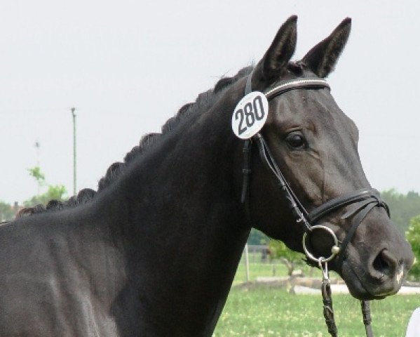 broodmare Pepita XII (Trakehner, 2005, from King Arthur TSF)