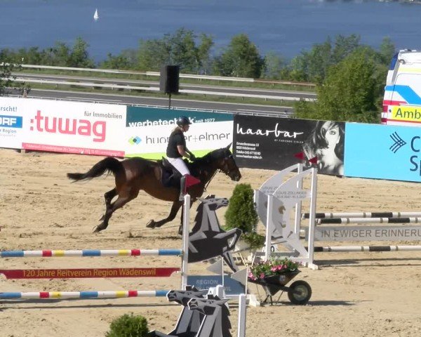 Reitturnier Wädenswil 2024