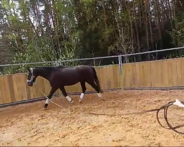 Video of Fürst Franz 3