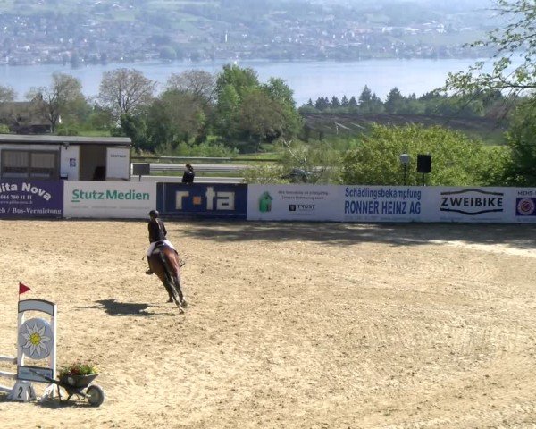 Reitturnier Wädenswil 2024