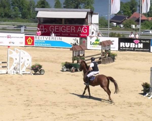 Reitturnier Wädenswil 2024