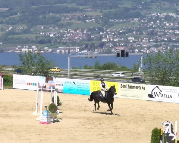 Reitturnier Wädenswil 2024