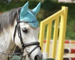 dressage horse Fred 98 (German Riding Pony, 2010, from Santiago)