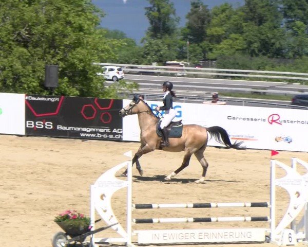 Reitturnier Wädenswil 2024