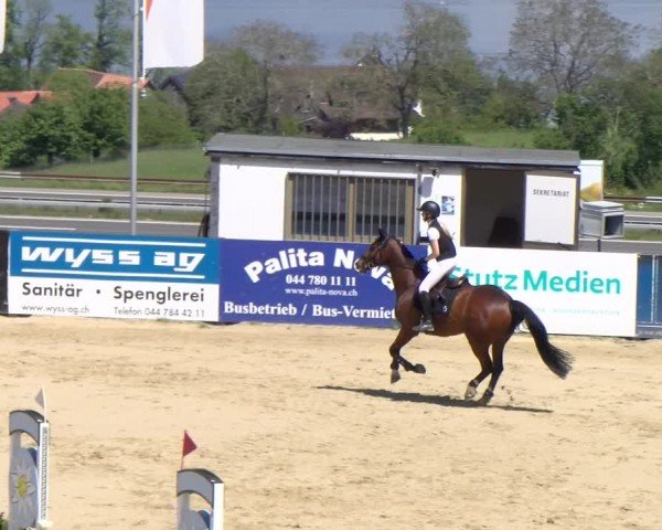 Reitturnier Wädenswil 2024