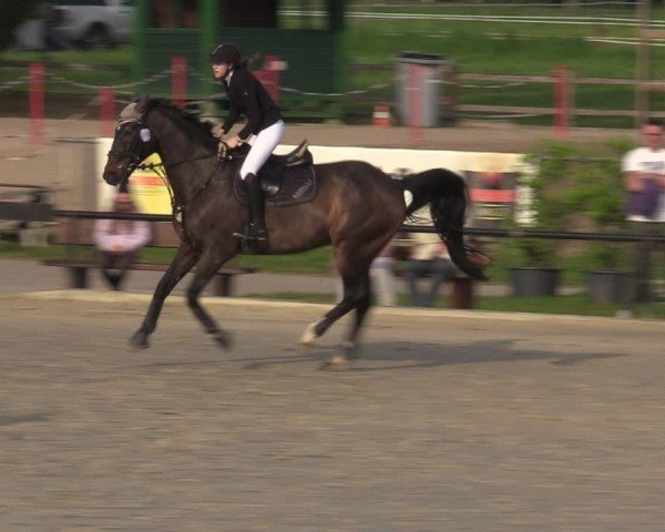 Reitturnier Hamm-Rhynern 2024