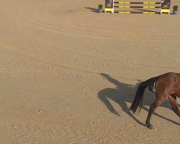 Reitturnier Tiefenhof/Opf. 2024
