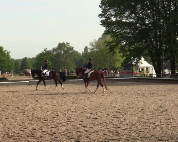 Reitturnier Hamm-Rhynern 2024
