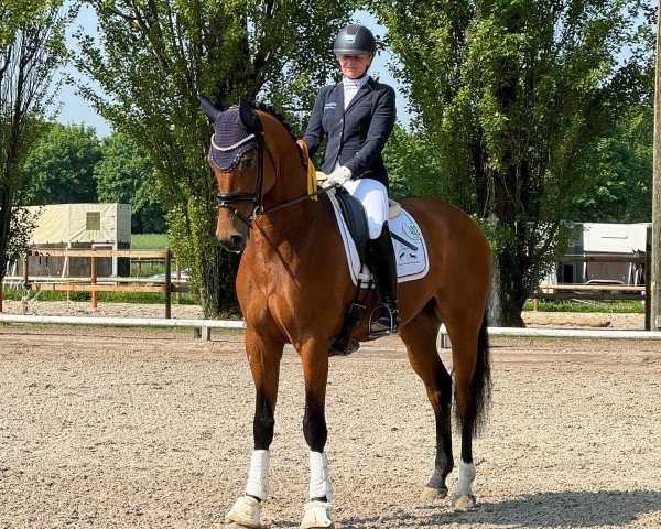 Dressurpferd Damian Johnson (Westfale, 2020, von Desperados FRH)