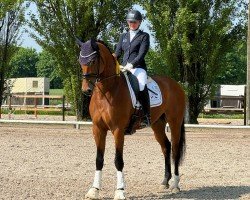 dressage horse Damian Johnson (Westphalian, 2020, from Desperados FRH)