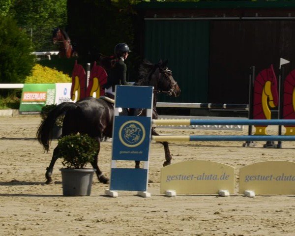 Reitturnier Bornheim-Widdig 2024