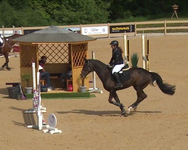 Reitturnier Tiefenhof/Opf. 2024