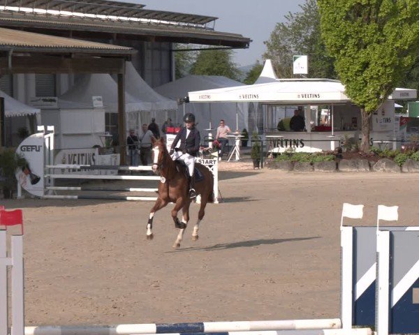 Reitturnier Hellefeld 2024