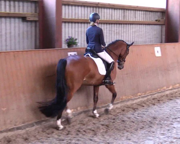 Reitturnier Risum-Lindholm 2024