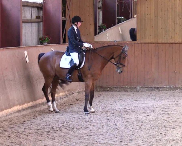 Reitturnier Risum-Lindholm 2024