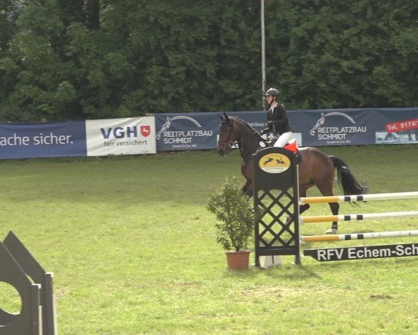 Reitturnier Scharnebeck 2024
