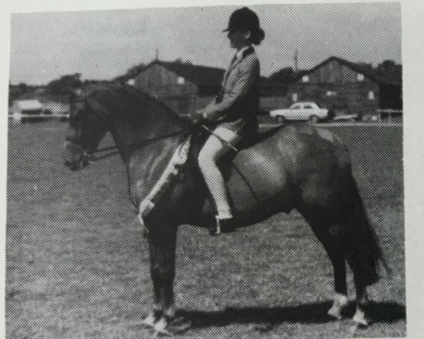 horse Douthwaite Drogheda (Welsh Partbred, 1984, from Ernford Wildfire)