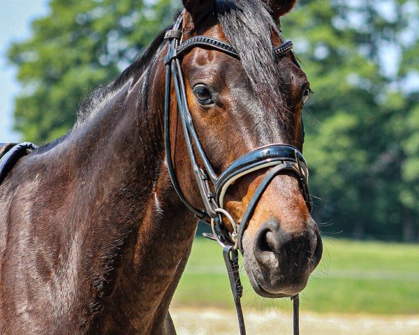horse Socius 3 (German Sport Horse, 2017, from San Amour I)