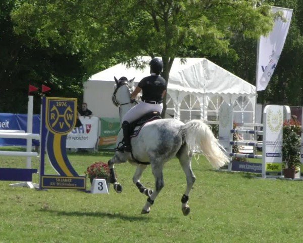 Reitturnier Wilkenburg 2024