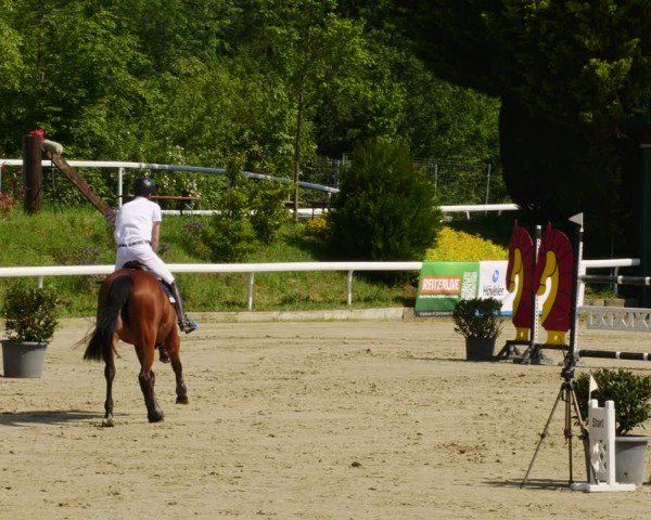 Reitturnier Bornheim-Widdig 2024
