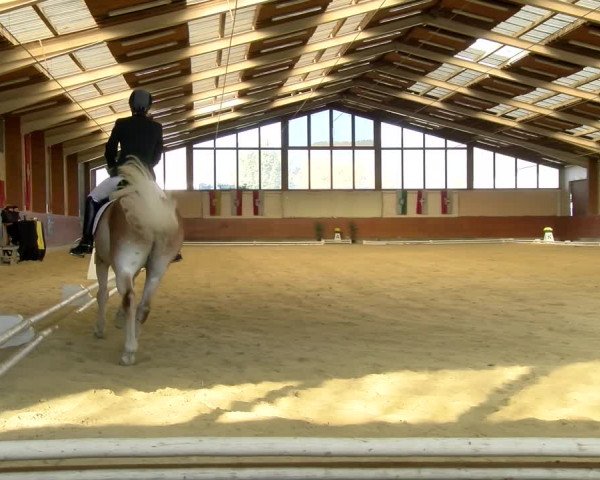 Reitturnier Weikersdorf am Steinfelde 2021
