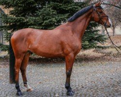 Springpferd Geyer´s Voldemort (Österreichisches Warmblut, 2018, von Vingino)