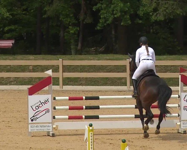 Reitturnier Tiefenhof/Opf. 2024