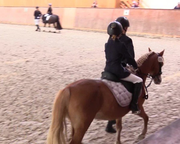 Reitturnier Risum-Lindholm 2024