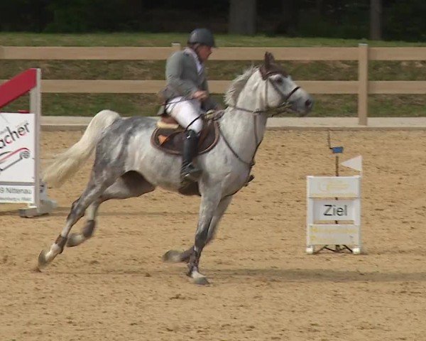 Reitturnier Tiefenhof/Opf. 2024