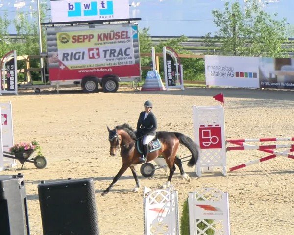 Reitturnier Wädenswil 2024