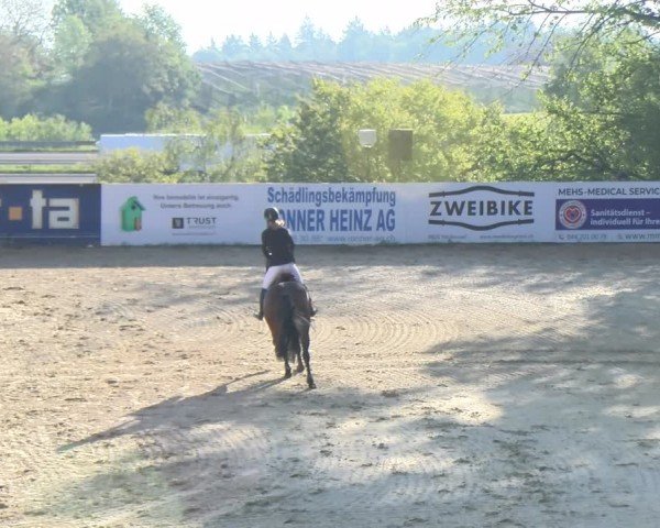 Reitturnier Wädenswil 2024