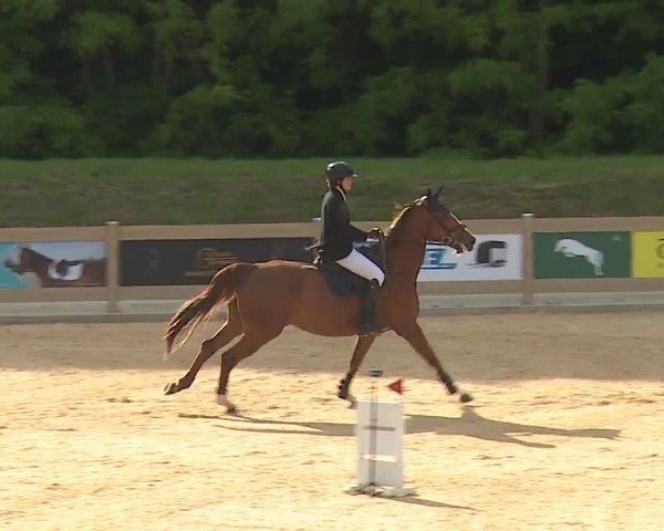 Reitturnier Tiefenhof/Opf. 2024