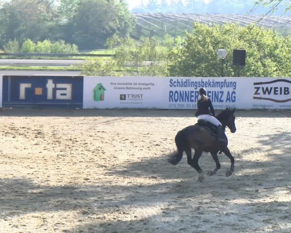 Reitturnier Wädenswil 2024