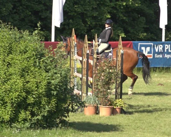 Reitturnier Scharnebeck 2024
