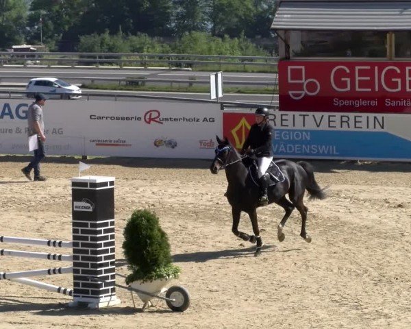 Reitturnier Wädenswil 2024