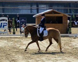 dressage horse Nuri K (Haflinger, 2016, from Movie Star)