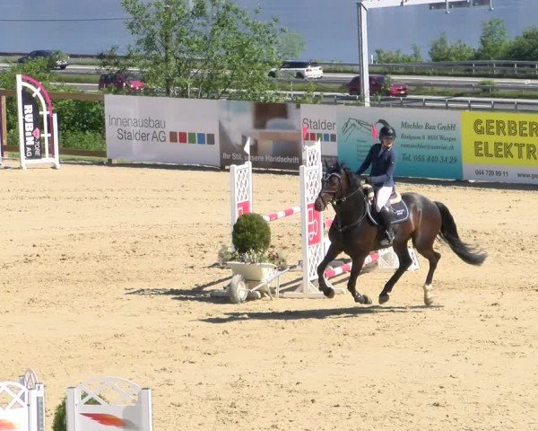 Reitturnier Wädenswil 2024