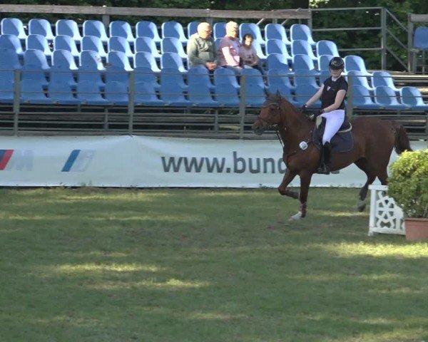 Reitturnier Scharnebeck 2024