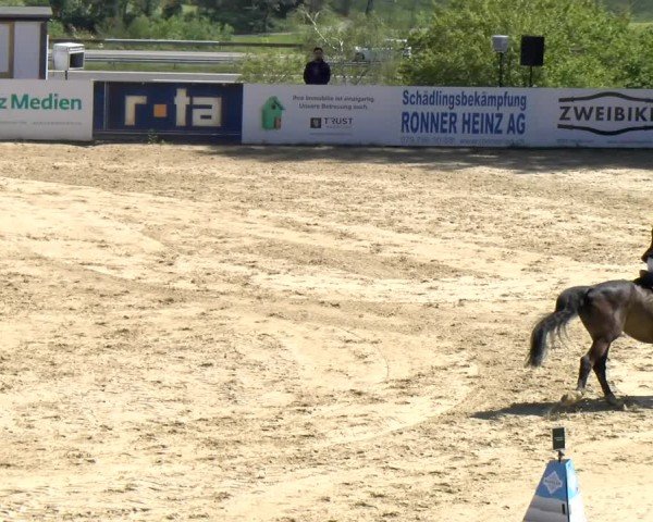 Reitturnier Wädenswil 2024